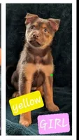 Yellow , a female Belgian Malinois and Alaskan Husky for sale in Converse, TX – 1 of 1