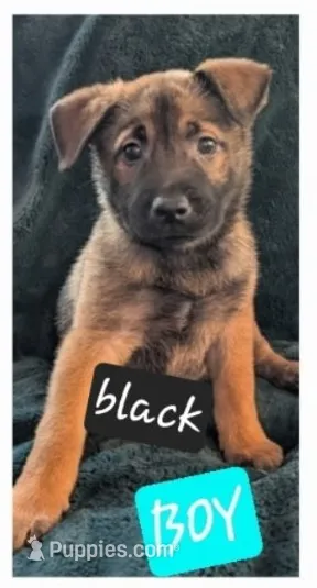 Black – Belgian Malinois, Alaskan Husky puppy for sale in Converse, TX