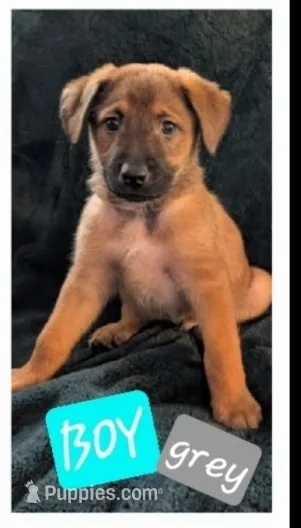 Grey – Belgian Malinois, Alaskan Husky puppy for sale in Converse, TX