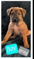 Grey, a female Belgian Malinois and Alaskan Husky for sale in Converse, TX – 1 of 1