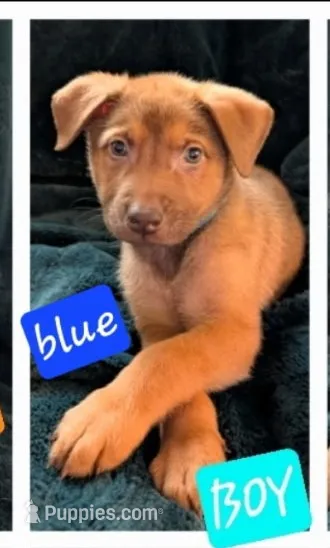Bluey – Belgian Malinois, Alaskan Husky puppy for sale in Converse, TX
