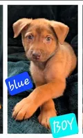 Bluey, a male Belgian Malinois and Alaskan Husky for sale in Converse, TX – 1 of 1