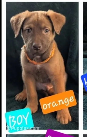 Orange 🍊 – Belgian Malinois, Alaskan Husky puppy for sale in Converse, TX