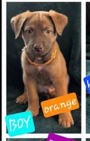 Orange 🍊, a male Belgian Malinois and Alaskan Husky for sale in Converse, TX – 1 of 1