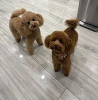 Toy poodle, a female Poodle - Toy  for sale in Staten Island, NY – Photo 1 of 2