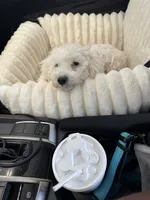 Baby J, a male Maltipoo and Maltese for sale in Buckeye, AZ – 3 of 4