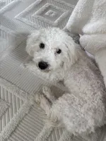 Baby J, a male Maltipoo and Maltese for sale in Buckeye, AZ – 2 of 4