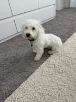 Baby J, a male Maltipoo and Maltese for sale in Buckeye, AZ – 4 of 4
