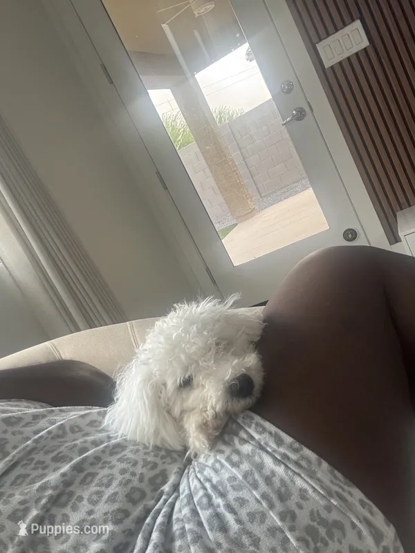 Baby J – Maltipoo, Maltese puppy for sale in Buckeye, AZ