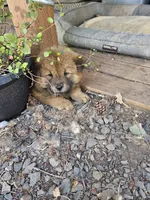 Red Ryder, a female Chow Chow for sale in Estacada, OR – 1 of 4