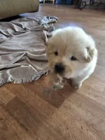 Whity, a male Chow Chow for sale in Estacada, OR – 2 of 2