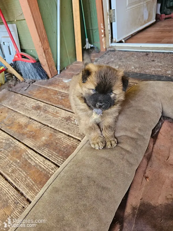 Squirrel – Chow Chow puppy for sale in Estacada, OR