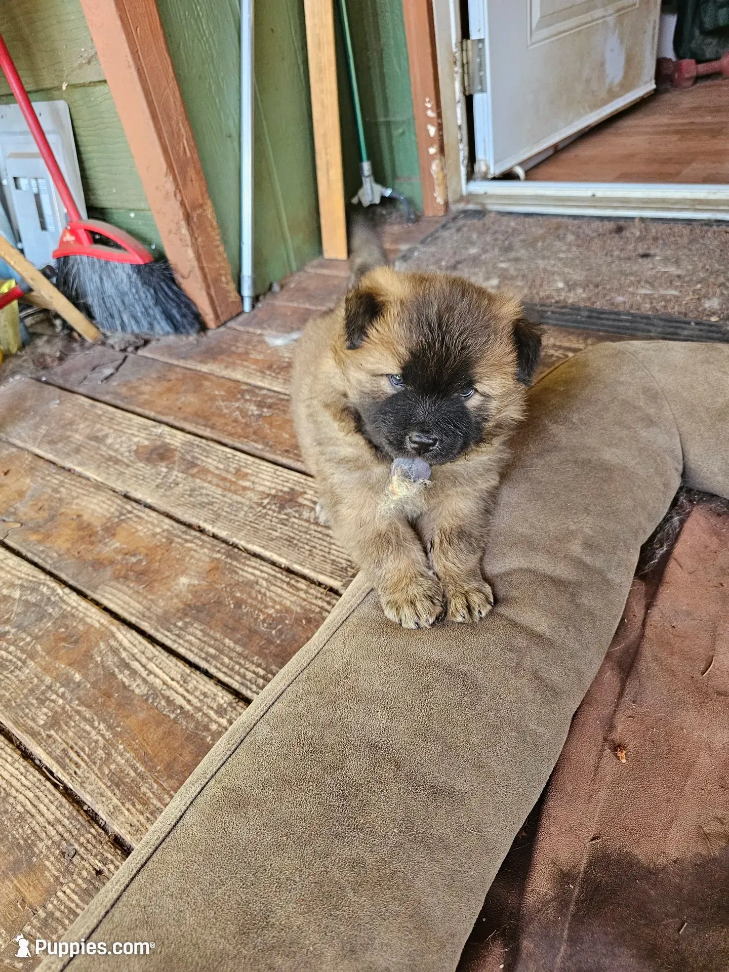 Squirrel, a female Chow Chow for sale in Estacada, OR – 1 of 2