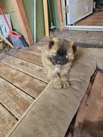 Squirrel, a female Chow Chow for sale in Estacada, OR – 2 of 2