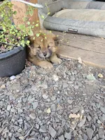 Red Ryder, a female Chow Chow for sale in Estacada, OR – 4 of 4