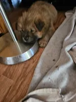 RED, a female Chow Chow for sale in Estacada, OR – 2 of 2