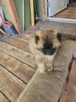 Squirrel, a female Chow Chow for sale in Estacada, OR – 1 of 2