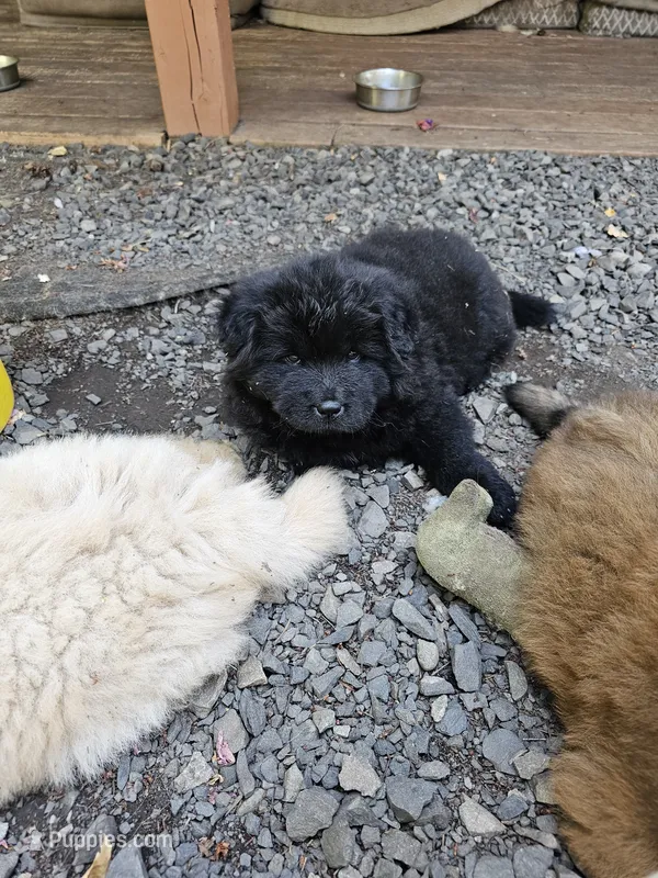 Blacky – Chow Chow puppy for sale in Estacada, OR