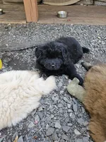 Billie Jean, a female Chow Chow for sale in Estacada, OR – 1 of 4