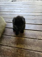 Blacky, a female Chow Chow for sale in Estacada, OR – 2 of 2
