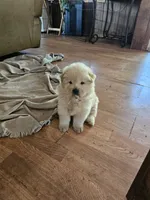 Whity, a male Chow Chow for sale in Estacada, OR – 1 of 2