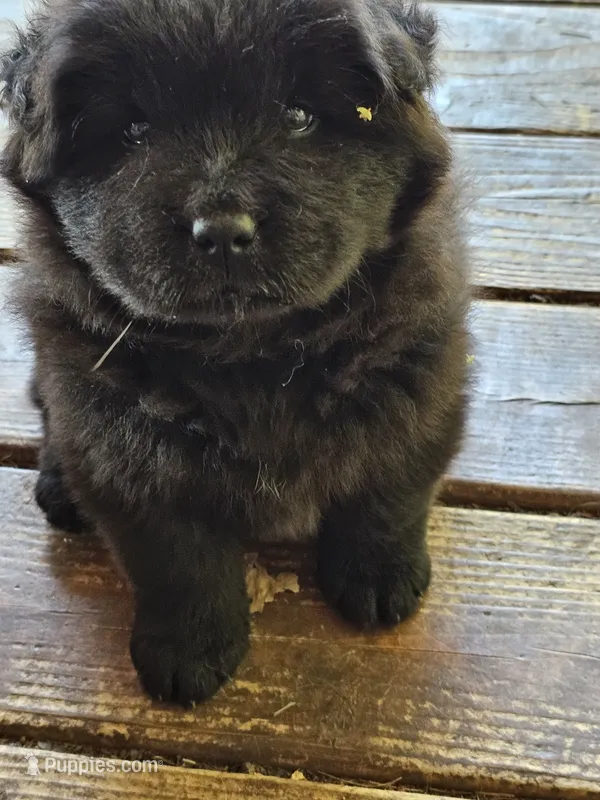 Blacky – Chow Chow puppy for sale in Estacada, OR