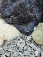 Billie Jean, a female Chow Chow for sale in Estacada, OR – 4 of 4