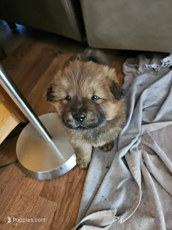 RED – Chow Chow puppy for sale in Estacada, OR