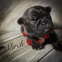 Shrek, a male Pug for sale in Danville, KY – Photo 1 of 2