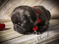 Shrek, a male Pug for sale in Danville, KY – Photo 2 of 2