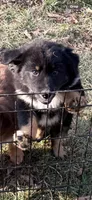 Bear , a male Australian Shepherd for sale in Sevierville, TN – Photo 1 of 3