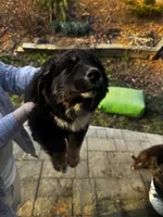 Bear , a male Australian Shepherd for sale in Sevierville, TN – Photo 3 of 3