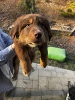 Little Chase , a male Australian Shepherd for sale in Sevierville, TN – Photo 3 of 3