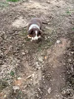 Lucy, a female Australian Shepherd for sale in Sevierville, TN – Photo 4 of 5