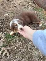 Lucy, a female Australian Shepherd for sale in Sevierville, TN – Photo 3 of 5