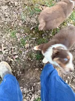 Lucy, a female Australian Shepherd for sale in Sevierville, TN – Photo 5 of 5