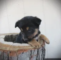 Forest, a male English Shepherd and German Shepherd Dog for sale in Mousie, KY – Photo 3 of 4