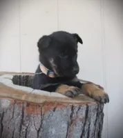 Willow, a female English Shepherd and German Shepherd Dog for sale in Mousie, KY – Photo 3 of 4