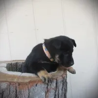 Willow, a female English Shepherd and German Shepherd Dog for sale in Mousie, KY – Photo 2 of 4