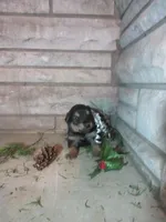 Timber, a male English Shepherd and German Shepherd Dog for sale in Mousie, KY – Photo 4 of 4