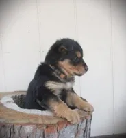 Aspen, a female English Shepherd and German Shepherd Dog for sale in Mousie, KY – Photo 3 of 4