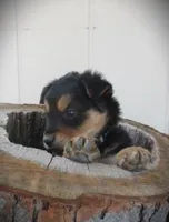 Aspen, a female English Shepherd and German Shepherd Dog for sale in Mousie, KY – Photo 1 of 4