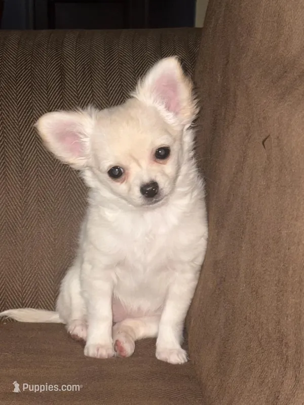 Polar Bear – Chihuahua puppy for sale in Bowie, MD