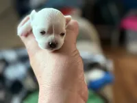 Polar Bear, a female Chihuahua for sale in Bowie, MD – Photo 3 of 7