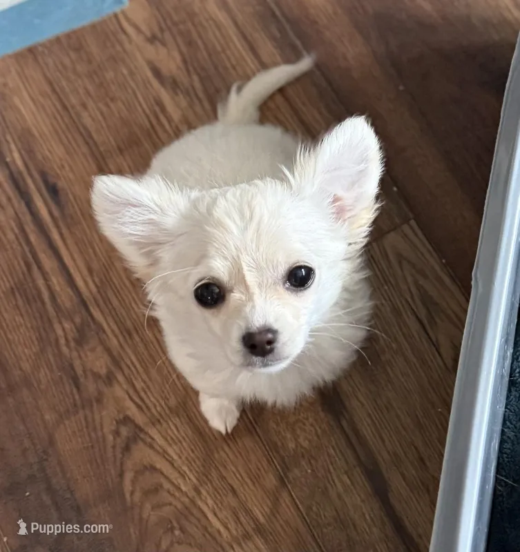 Polar Bear – Chihuahua puppy for sale in Bowie, MD