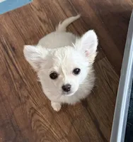 Polar Bear, a female Chihuahua for sale in Bowie, MD – Photo 1 of 9