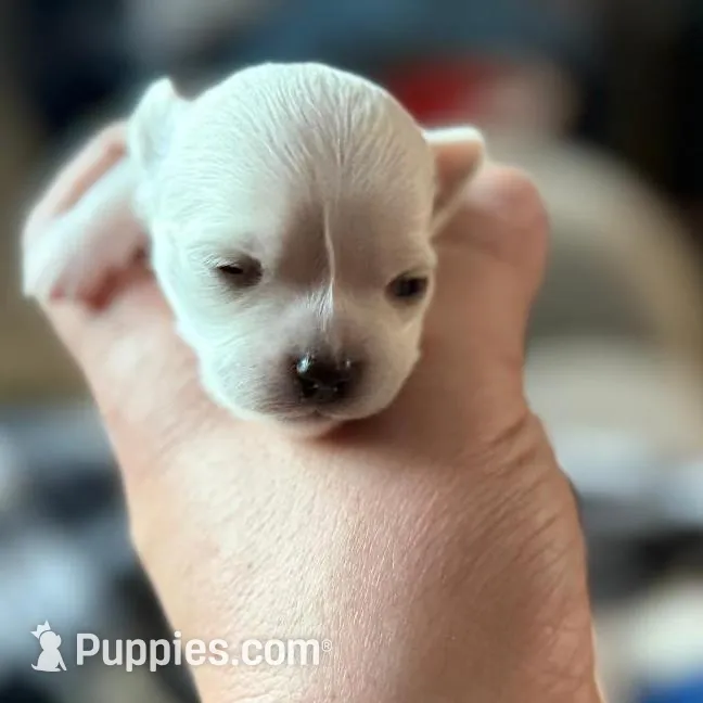 Polar Bear, a female Chihuahua for sale in Bowie, MD – Photo 7 of 7