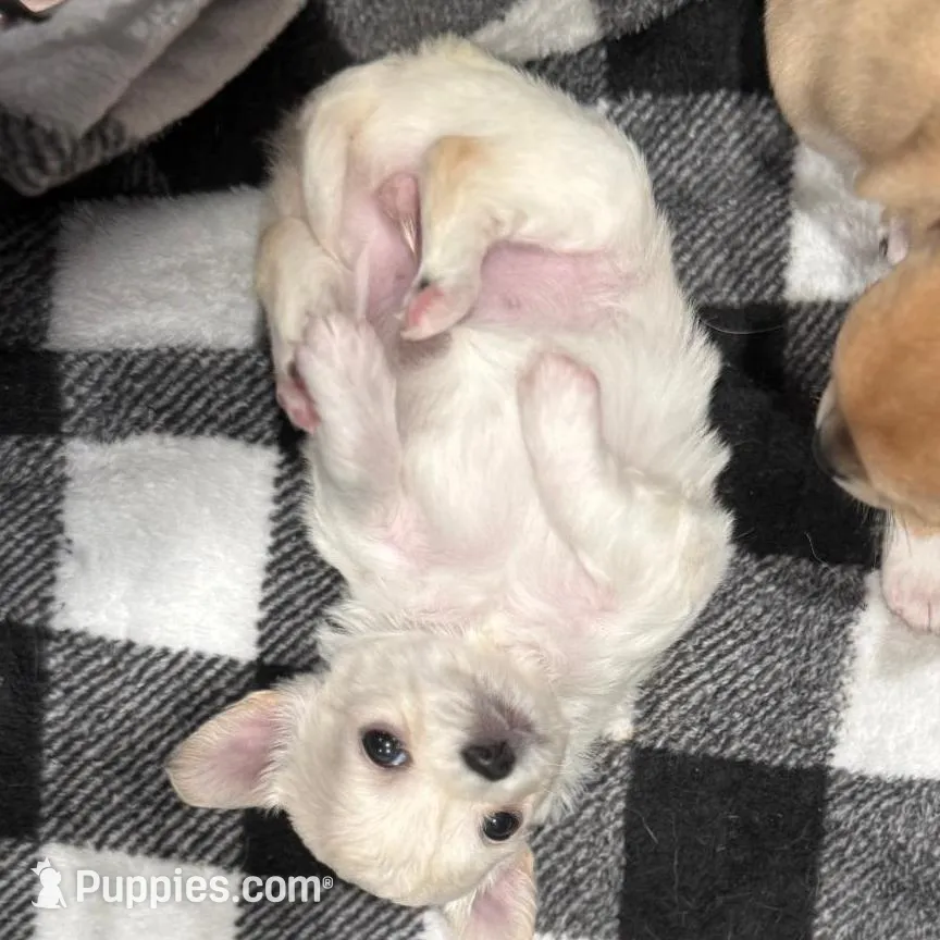 Polar Bear, a female Chihuahua for sale in Bowie, MD – Photo 6 of 7