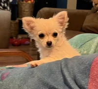 Polar Bear, a female Chihuahua for sale in Bowie, MD – Photo 3 of 9