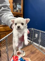 Polar Bear, a female Chihuahua for sale in Bowie, MD – Photo 4 of 7